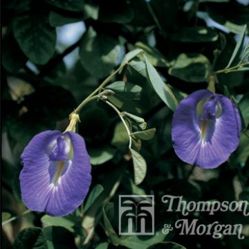 Clitoria ternatea em sementes