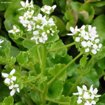 Cocleária - Cochlearia officinalis
