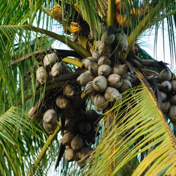 Cocos nucifera