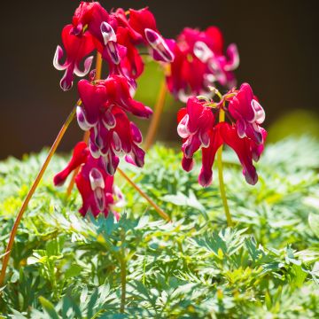 Dicentra Burning Hearts®