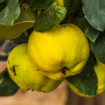 Marmeleiro Reas Mammoth - Cydonia oblonga