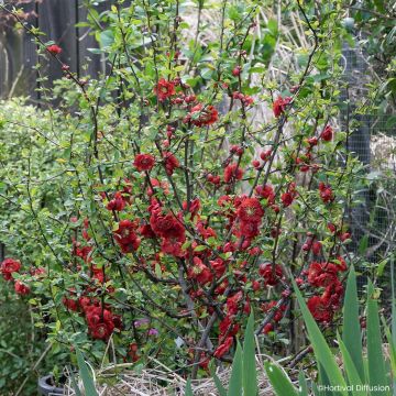 Marmeleiro-do-Japão Double Delice Love