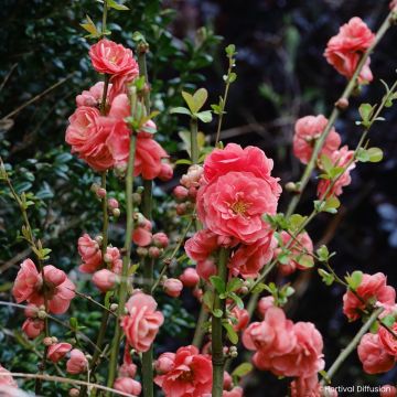 Marmeleiro-do-Japão Double Delice Passion