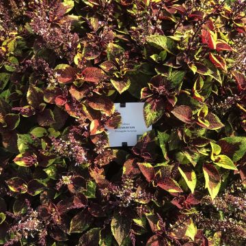 Cóleo Pineapple Surprise