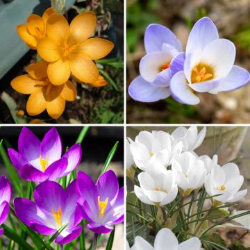 Coleção 115 Crocus Botanicos