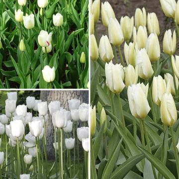 Coleção 2 Meses de Tulipas Brancas