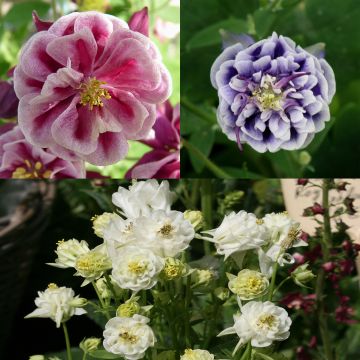 Coleção 3 Aquilégias Winky Double