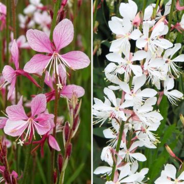Coleção de 3 Gauras em Rosa e Branco