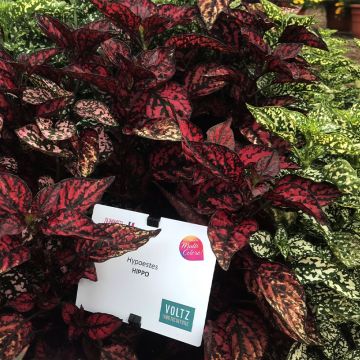 Coleção 3 Hypoestes Hippo