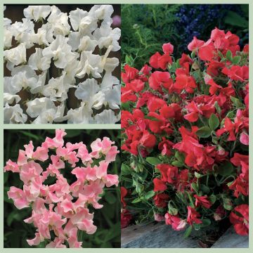 Coleção Sementes 3 Ervilhas-de-Cheiro