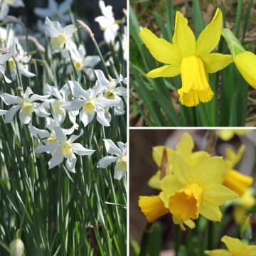 Coleção 30 Narcisos Precoces