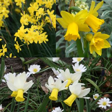 Coleção 30 Narcisos Precoces