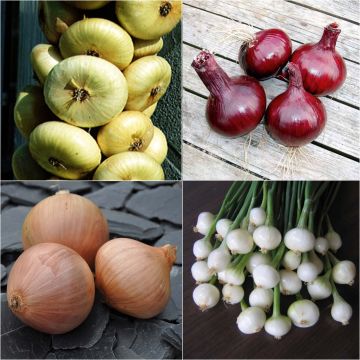 Coleção de 4 cebolas coloridas