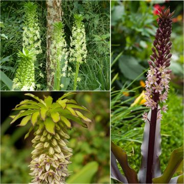 Coleção 5 Eucomis