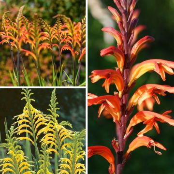 Coleção <i>Chasmanthes</i>