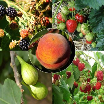 Coleção Compotas Plus - 5 Árvores de Fruto e Pequenos Frutos