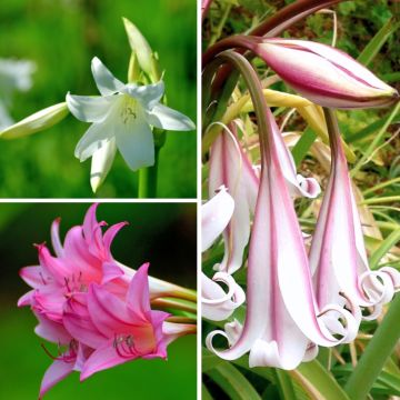 Coleção <i>Crinums powelii</i>