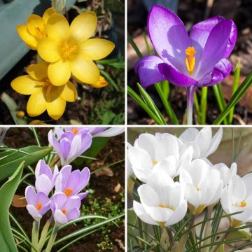 Coleção de Crocus Botânicos
