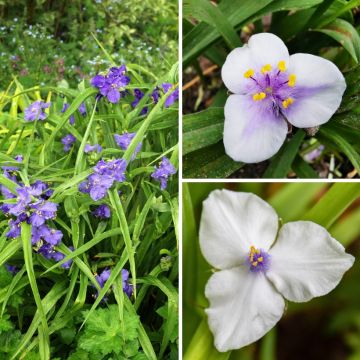 Coleção Efémeras da Virgínia - <i>Tradescantias</i>