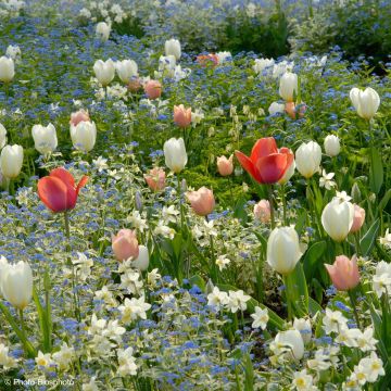 Coleção Harmonia Delicadeza