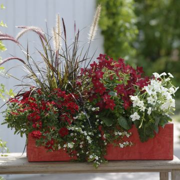 Coleção Floreira Vermelha - 5 variedades de anuais Coleção Floreira Vermelha - 5 variedades de anuais