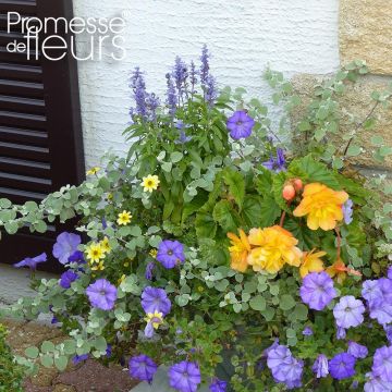 Coleção Floreira Ocre-Azul - 5 anuais com florações azuis e ocres Coleção Floreira Ocre-Azul - 5 anuais com florações azuis e ocres