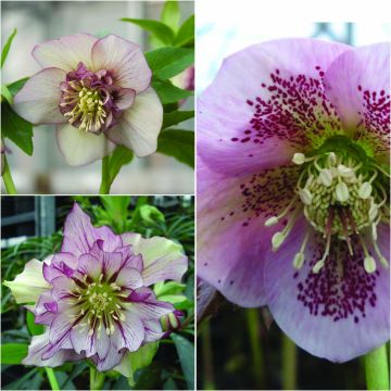 Coleção Saias Cor-de-Rosa