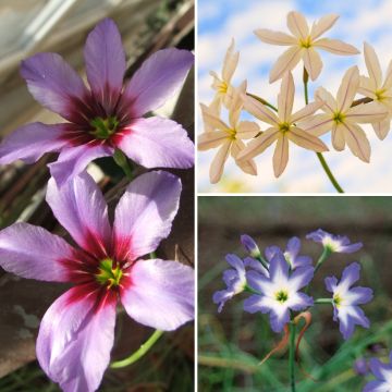 Coleção <i>Leucocoryne</i> - Glórias-do-sol