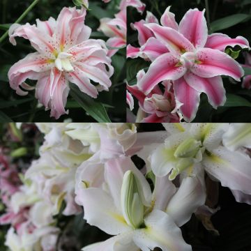 Coleção Lírios Duplos Perfumados