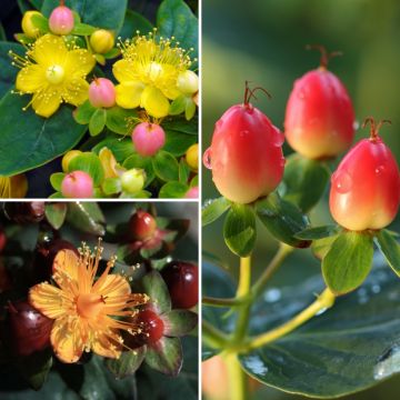 Coleção de hipéricos com frutos decorativos