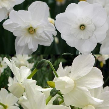 Coleção de narcisos brancos
