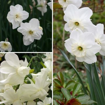Coleção de narcisos brancos