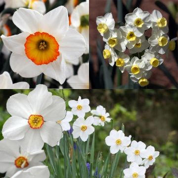 Coleção de Narcisos Perfumados