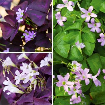 Coleção de <em>Oxalis</em> de verão