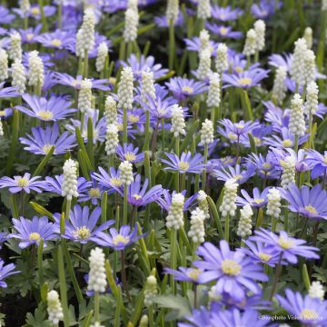Coleção Pequenos Bolbos de Primavera Branco/Azul