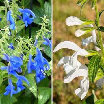 Coleção de sálvias exóticas branco/azul