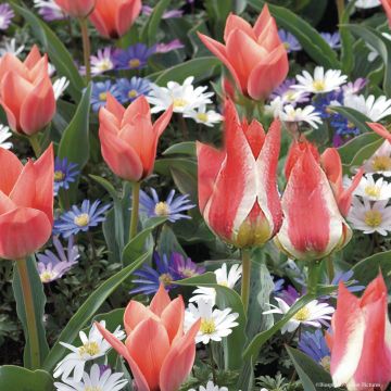 Coleção de Tulipas e Anémonas em Miniatura