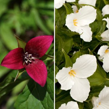 Coleção 2 Trilliums