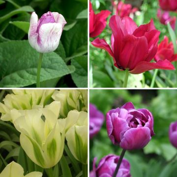 Coleção Tulipas Bucólicas