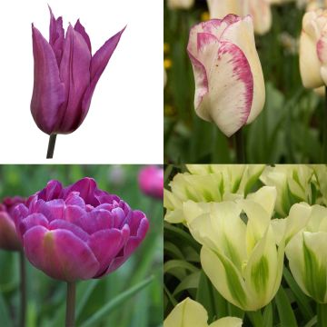 Coleção Tulipas Bucólicas