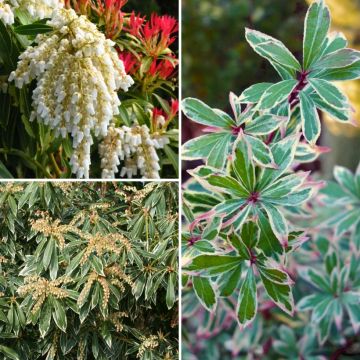 Coleção de Andrómedas-do-Japão (<em>Pieris japonica</em>) - Folhagens persistentes e coloridas para sombra