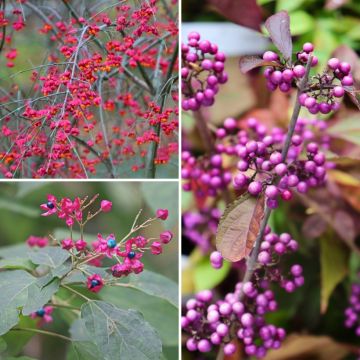 Coleção de arbustos com frutos decorativos e originais
