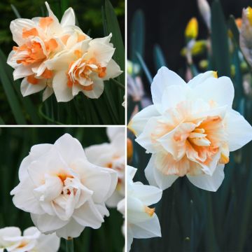 Coleção Chambord - Narcisos de flores duplas, brancas, e salmonadas