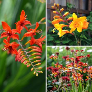Coleção de crocosmias
