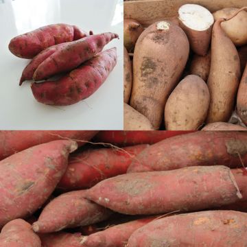Coleção de descoberta de 3 batata-doce em rebentos