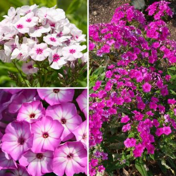 Coleção de 3 Phlox paniculata anãs