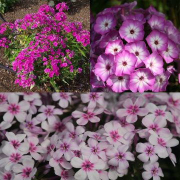Coleção de 3 Phlox paniculata anãs
