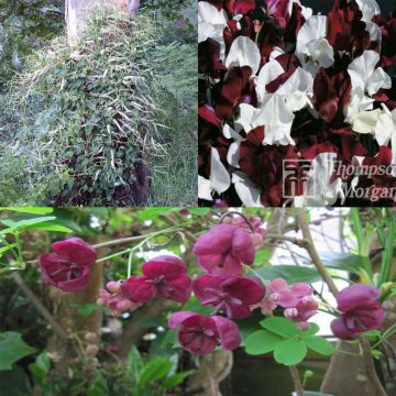 Coleção de 3 Trepadeiras para 6 Meses de Floração