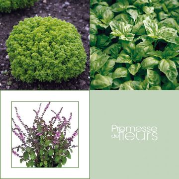 Coleção de 5 Manjericos em Vaso