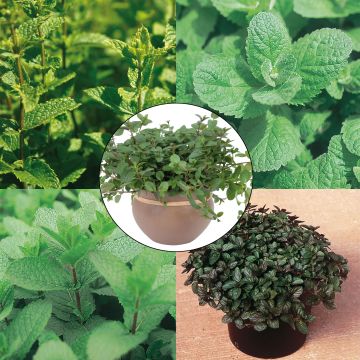 Coleção de 5 Hortelãs em Vaso Coleção de 5 Hortelãs em Vaso